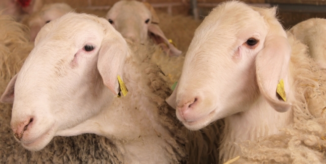 La Junta de Castilla y Len destaca que el ovino tiene futuro en el Curso de Formacin de Assafe