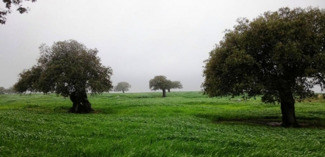 La finca La Cocosa de Badajoz aborda la conservacin y explotacin inteligente de la dehesa