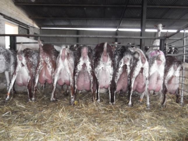 Dos terceras partes de los abandonos de produccin de caprino lechero se registran en Andaluca