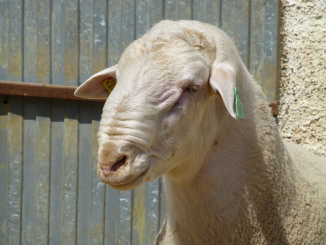 Casi 500 animales sern subastados en el 32 Saln Ovino de Castuera (Badajoz)