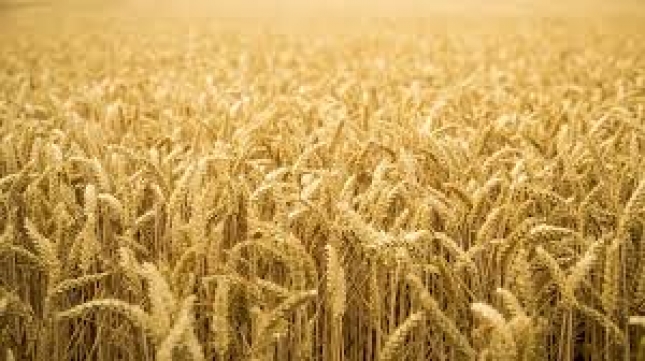 La cosecha de trigo en Len ser un 38% inferior a la de la campaa 2018