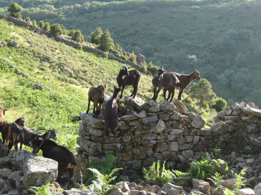 Certamen de Trujillo cabras-veratas-nueva