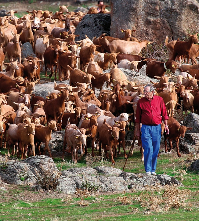 El CIFA acoge los das 21 y 22 en Cantabria un curso sobre pastoreo