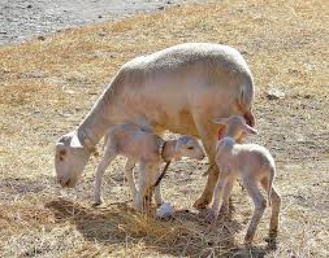 Manual prctico para el control y erradicacin en Espaa del scrapie en ganado ovino y caprino