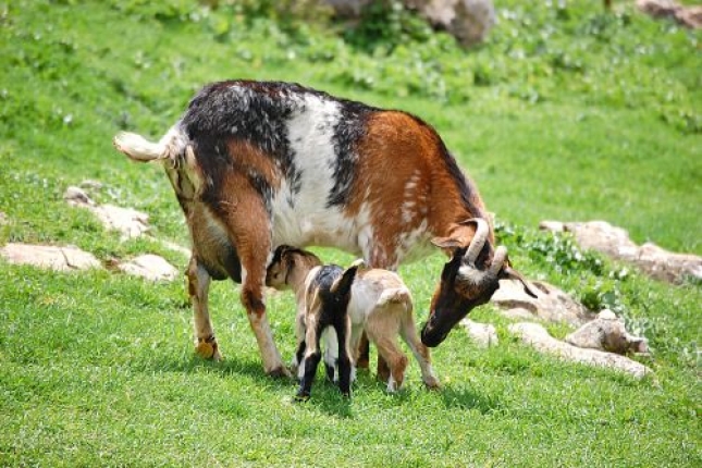Descubren diferencias genticas entre razas de cabras espaolas y marroques