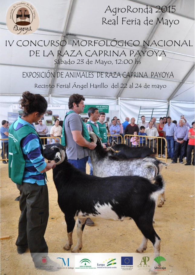 La cabra Payoya estar� presente en AgroRonda 2015