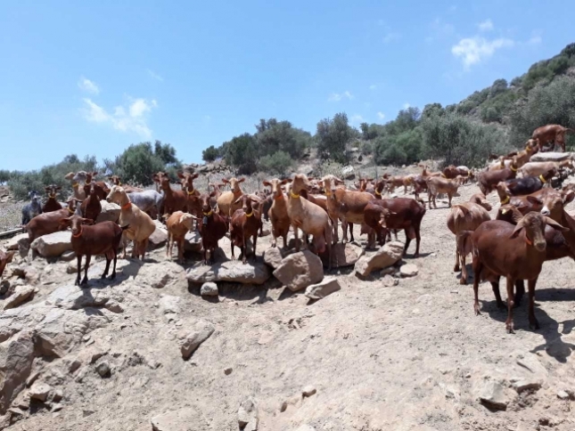 Extremadura establece ayudas para mejorar la bioseguridad en explotaciones de caprino extensivo