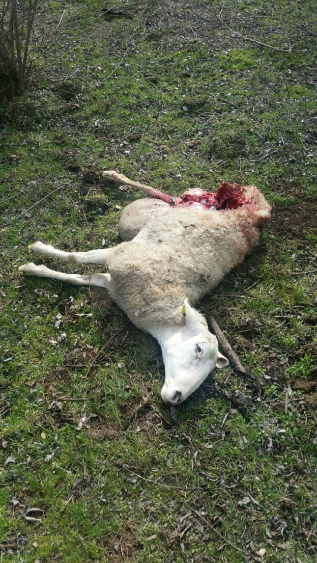 Cuarenta ovejas muertas en 15 das en ataques de lobo en Fresnadillo (Zamora)
