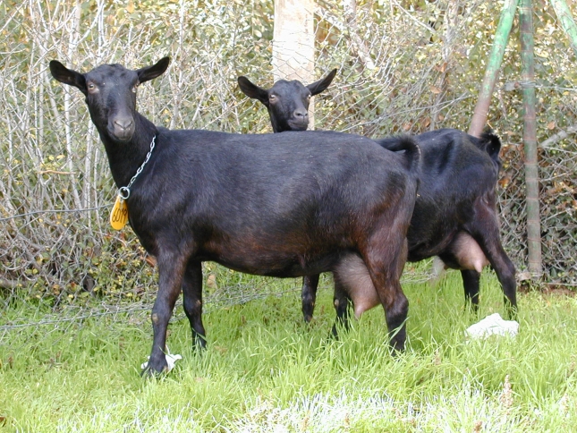 El precio de cabras para vida en Andaluca sufre un ligero descenso respecto al pasado ao