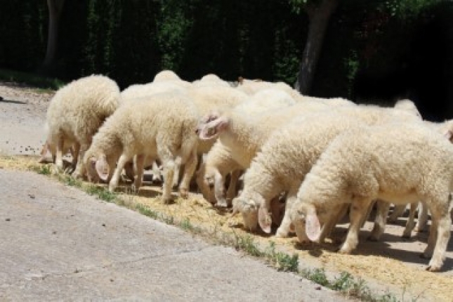 El pienso de cebo de corderos vuelve a caer y ya está un 3,7% más barato que el pasado año