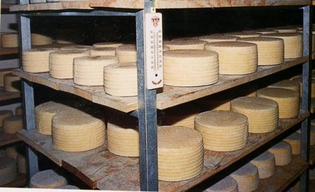 La industria quesera de Castilla-La Mancha no es capaz de transformar un 10% de su leche de oveja