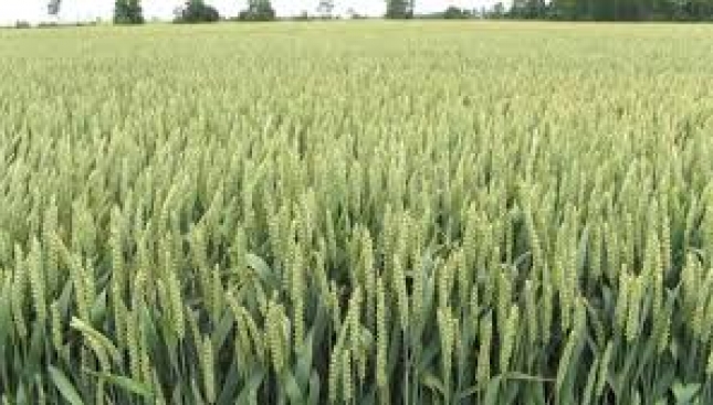 Los cereales mantienen sus cotizaciones mayoristas en la primera semana de 2019