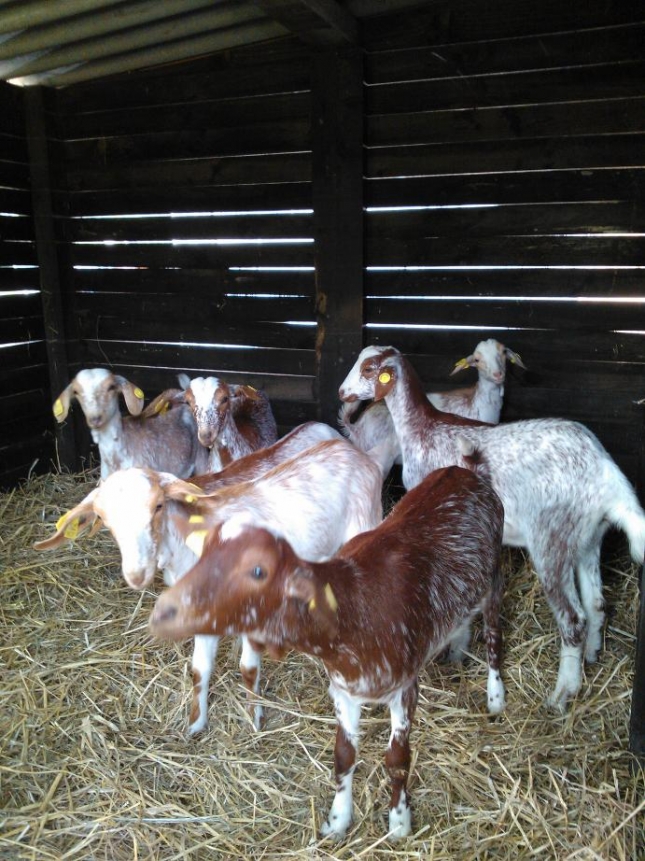 La Raza Caprina Florida desembarca en Galicia, en una granja de Cerceda (La Coru�a)