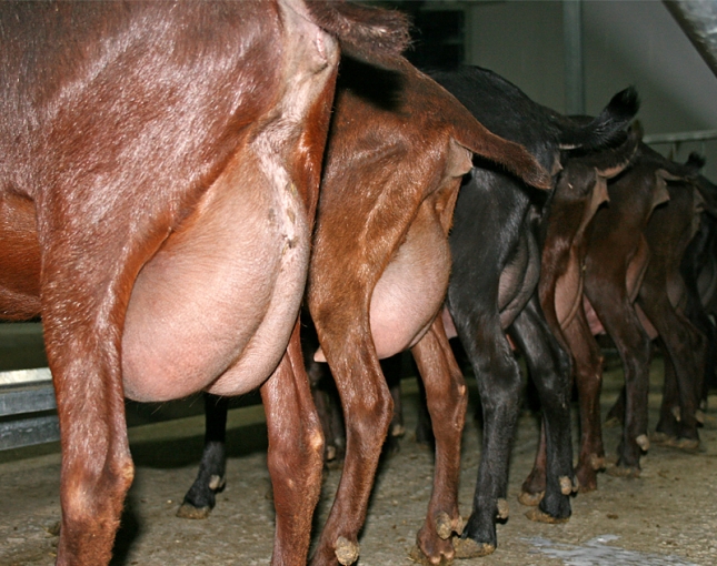 Influencia del nivel de vaco en el estado del pezn de cabras y en el recuento de clulas somticas
