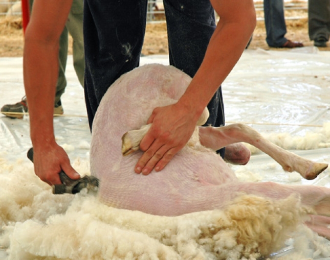 Estabilidad en los precios de la lana merina con cotizaciones de 2 euros por kilogramo