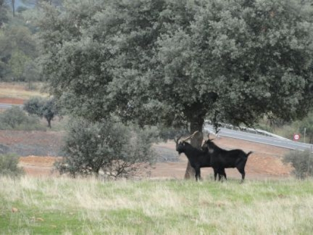 Papel de la fauna silvestre en la epidemiologa de la peste de los pequeos rumiantes