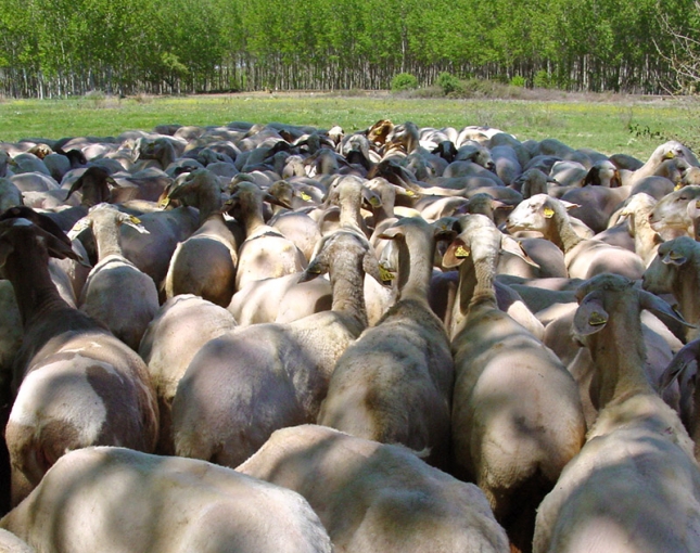 Espaa aumenta un 32% su exportacin de animales ovinos en el primer semestre del ao