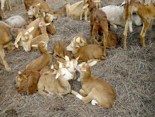 Espa�a aumenta su competitividad en cordero pesado en el mercado europeo