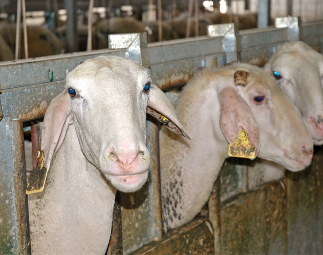 Sin modificaciones en abril en los costes de alimentacin de ovino y caprino lechero