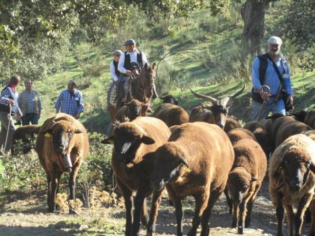 1.500 ovejas trashumantes cruzarn Guadarrama rumbo a los Picos de Europa por Castilla y Len