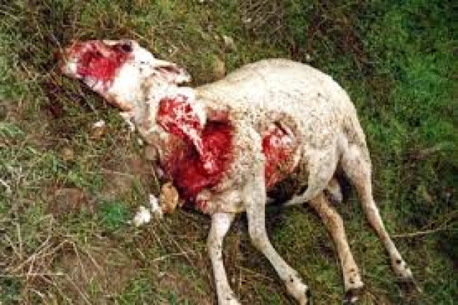 La Unin de Agricultores y Ganaderos de Aragn piden al Gobierno de que capture a un lobo tras un nuevo ataque