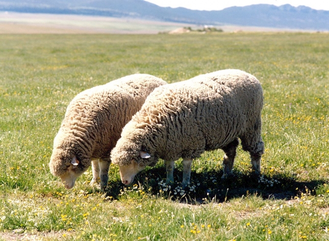 Adjudicacin casi plena de animales en la subasta de Fuente Obejuna (Crdoba)