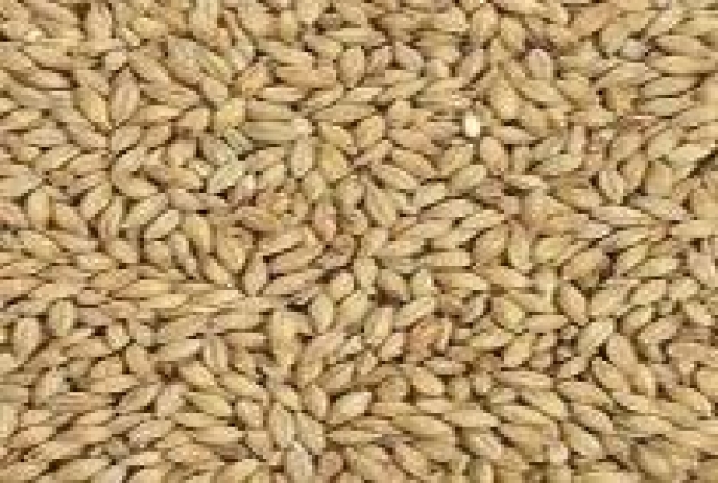 Cae el precio de trigo blando, maz y cebada malta en los mercados mayoristas