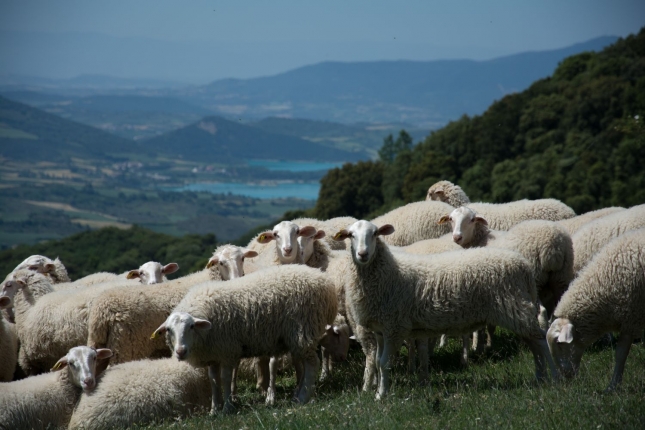 Novedoso estudio en España sobre el patrón de orientación corporal de las ovejas