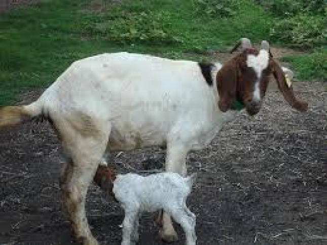 La alimentacin de cabras con cscara de soja protege ante la acidosis ruminal