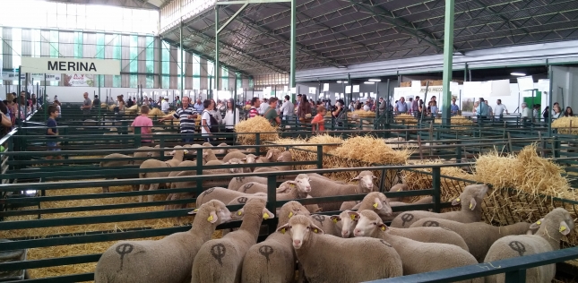 Destacan la calidad del ovino presentado a concursos morfolgicos de Zafra