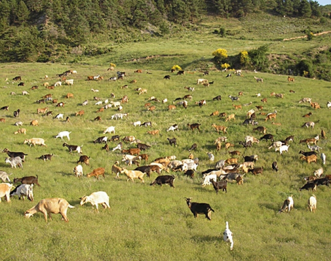 Un estudio de la Universidad Politcnica de Madrid plantea alimentar el ganado con poca protena para reducir emisiones de metano