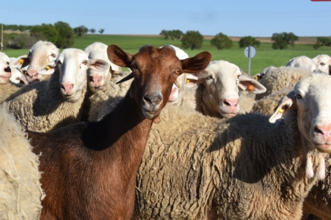 Aumenta el coste de alimentar a ovejas y cabras lecheras a pesar del descenso de los piensos