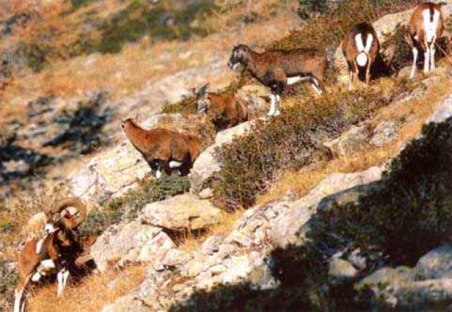 El mufln y el urial son los ovinos salvajes que se han considerado como los ancestros de los ovinos domsticos