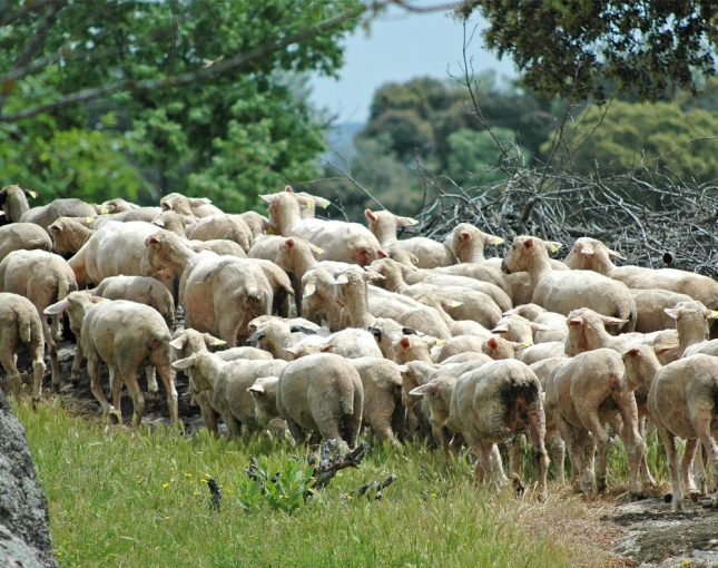 Efectos en rasgos microbiolgicos de la adicin de romero a la dieta de las ovejas