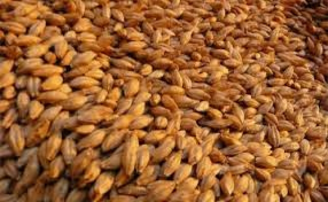 La cebada, el cereal que ms se encareci en mercados mayoristas en octubre