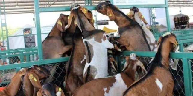 M�xico producir� ganado caprino para exportar en Asia y los Emiratos �rabes.