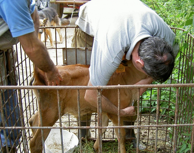 Costa Rica fortalecer la lucha contra la brucelosis y la tuberculosis del ganado