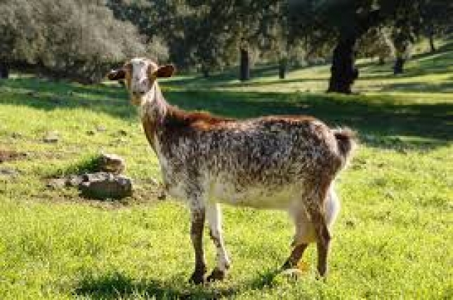 El 25% de las mejores cabras de raza Florida tienen lactaciones por encima de 1.000 litros de media
