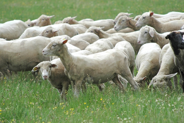 El goteo en el abandono de explotaciones reduce el precio de las ovejas lecheras para vida