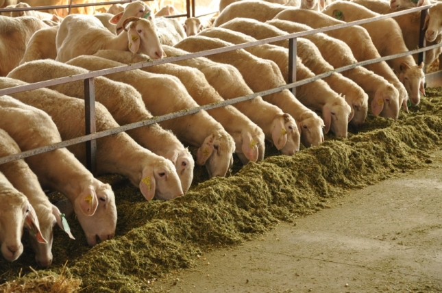 Se ralentiza la cada de produccin de leche de oveja en el cierre del primer semestre del ao