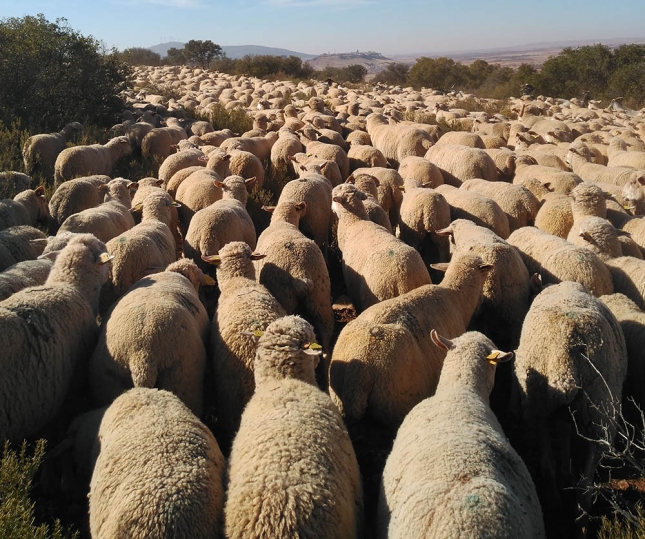 1.800 ovejas atravesarn hoy el municipio de Villaviciosa de Odn destino a Fresnedillas de la Oliva donde pasarn el invierno.