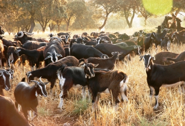 La Comunidad de Madrid, zona indemne de brucelosis bovina, ovina y caprina.