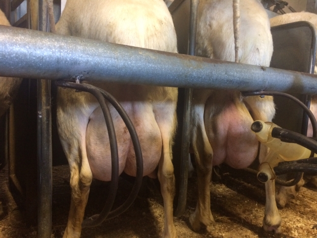 Infecciones intramamarias en ovejas de aptitud crnica con ubres clnicamente sanas
