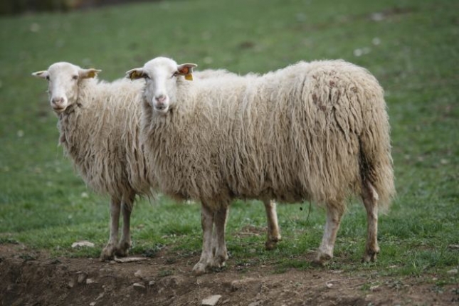 Los pastores desechan leche de ovino en Cerdea como protesta por la cada de los precios