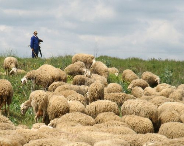Publicada la nueva orden de ayudas para los ataques de lobos a los ganaderos en Castilla-La Mancha