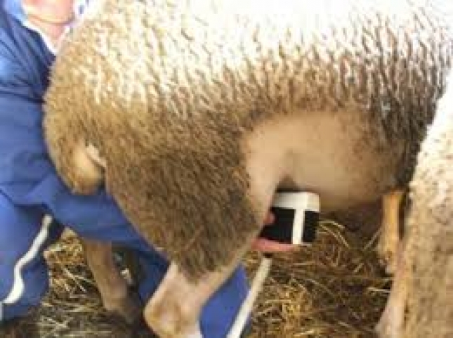 La ecografa como herramienta de diagnstico ante la cenurosis en ovino y caprino