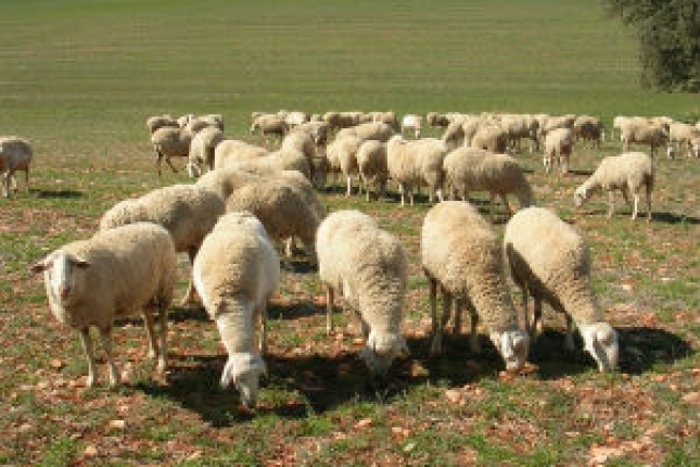La produccin de leche de oveja en Castilla-La Mancha crece el triple de rpido que en Castilla y Len