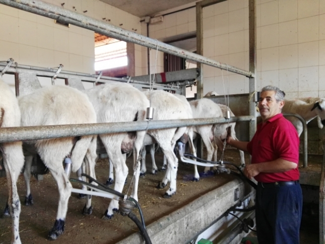 Diciembre marca un cambio de tendencia en la produccin de leche de oveja al caer un 2,1%