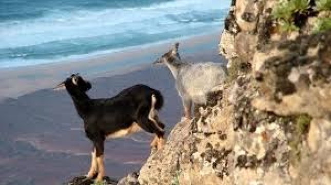 La organizacin los Verdes recogen firmas para impedir que se maten mil cabras en los parques de Anaga y Teno de Tenerife