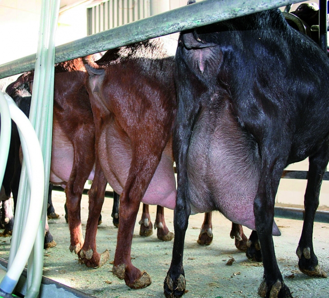 Castilla y Len lider las subidas en el precio de la leche de cabra en noviembre